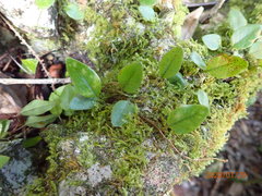 Microgramma piloselloides