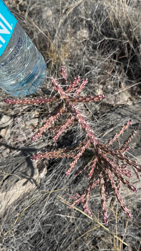 Candle Cholla (Cylindropuntia kleiniae)