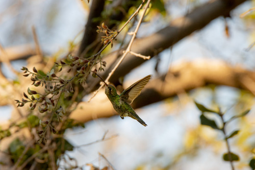 Broad-billed Hummingbird (Cynanthus latirostris), photo 4