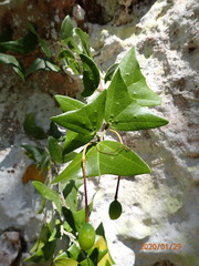 Passiflora calcicola