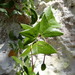 Passiflora calcicola - Photo (c) Susan Fawcett,  זכויות יוצרים חלקיות (CC BY-NC), uploaded by Susan Fawcett
