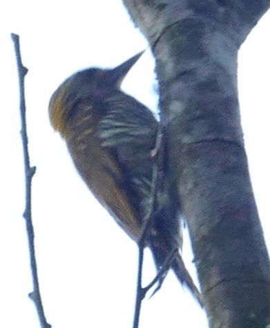 Golden-collared Woodpecker (Veniliornis cassini), photo 3