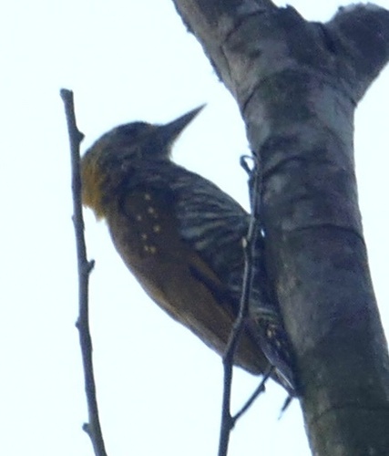 Golden-collared Woodpecker (Veniliornis cassini), photo 4