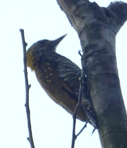 Golden-collared Woodpecker (Veniliornis cassini), photo 2
