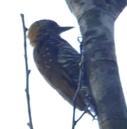 Golden-collared Woodpecker (Veniliornis cassini)