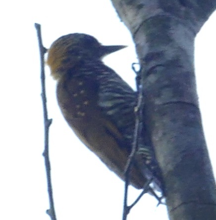 Golden-collared Woodpecker (Veniliornis cassini), photo 1