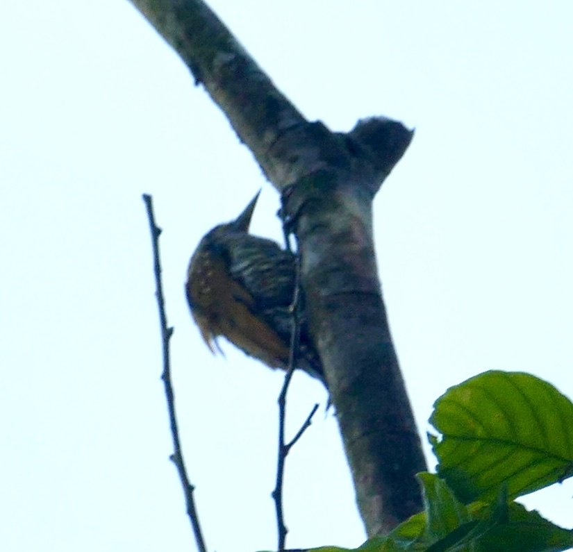 Golden-collared Woodpecker (Veniliornis cassini), photo 4