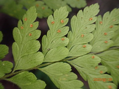 Polystichopsis lurida