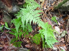 Polystichopsis lurida