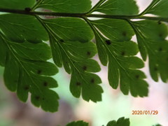 Polystichopsis lurida