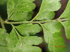 Polystichopsis lurida