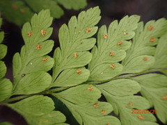 Polystichopsis lurida