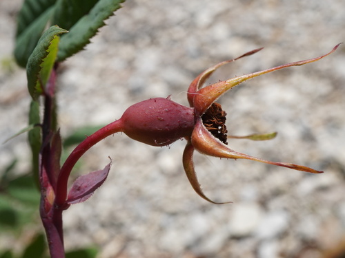 Alpine Rose (Rosa pendulina)
