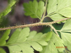 Polystichopsis lurida