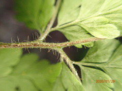 Polystichopsis lurida