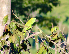 Amazona auropalliata