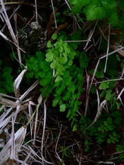 Adiantum bellum