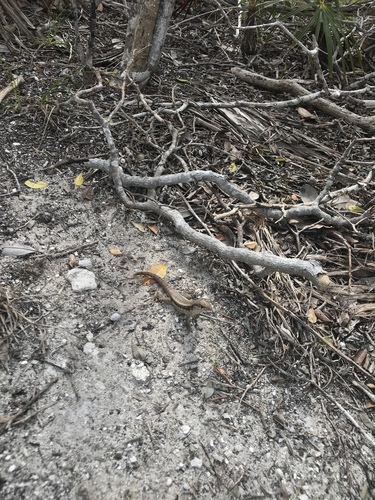 Turks and Caicos Curlytail