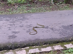 Chironius bicarinatus