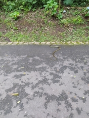 Chironius bicarinatus