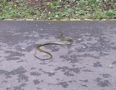 Chironius bicarinatus