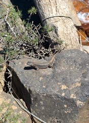 Liolaemus neuquensis