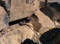 Liolaemus neuquensis