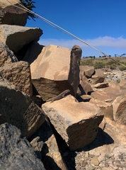 Liolaemus neuquensis