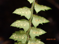 Polystichum echinatum
