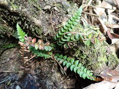Polystichum echinatum