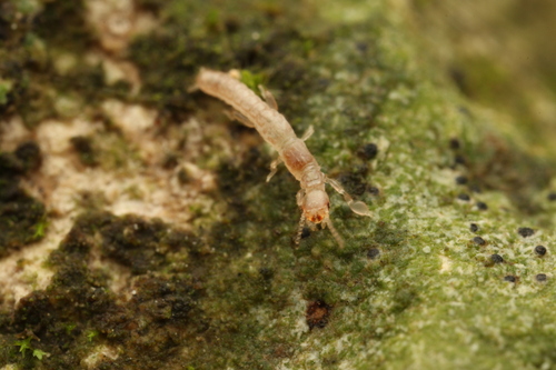 Bicolored webspinner photo 4