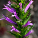 Lobelia decurrens