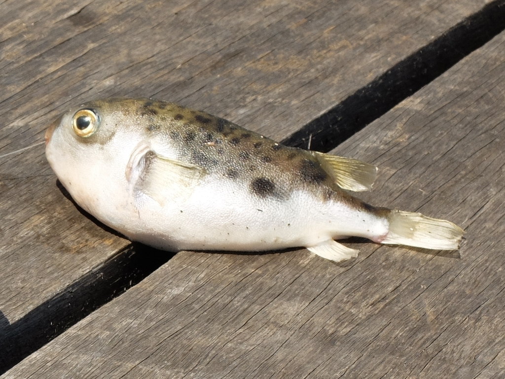Barred toadfish (Contusus richei) — Tetraodontidae