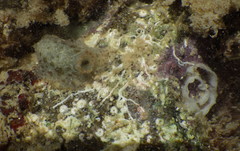 Jorunna tempisquensis