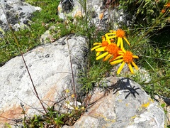 Jacobaea abrotanifolia