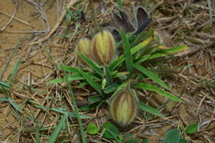 Crotalaria calycina