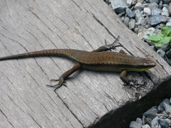 Eutropis rudis