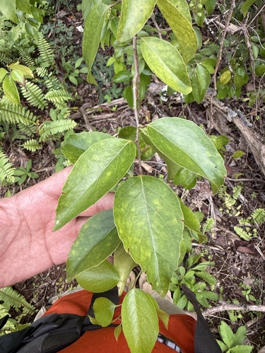 Xylosma suaveolens observed 2026-01-19