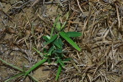 Crotalaria calycina