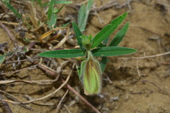 Crotalaria calycina