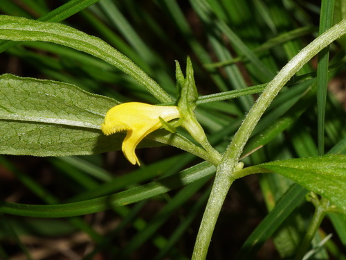 Small Cow-wheat (Melampyrum sylvaticum)
