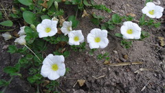 Nierembergia calycina