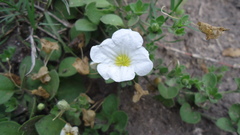 Nierembergia calycina