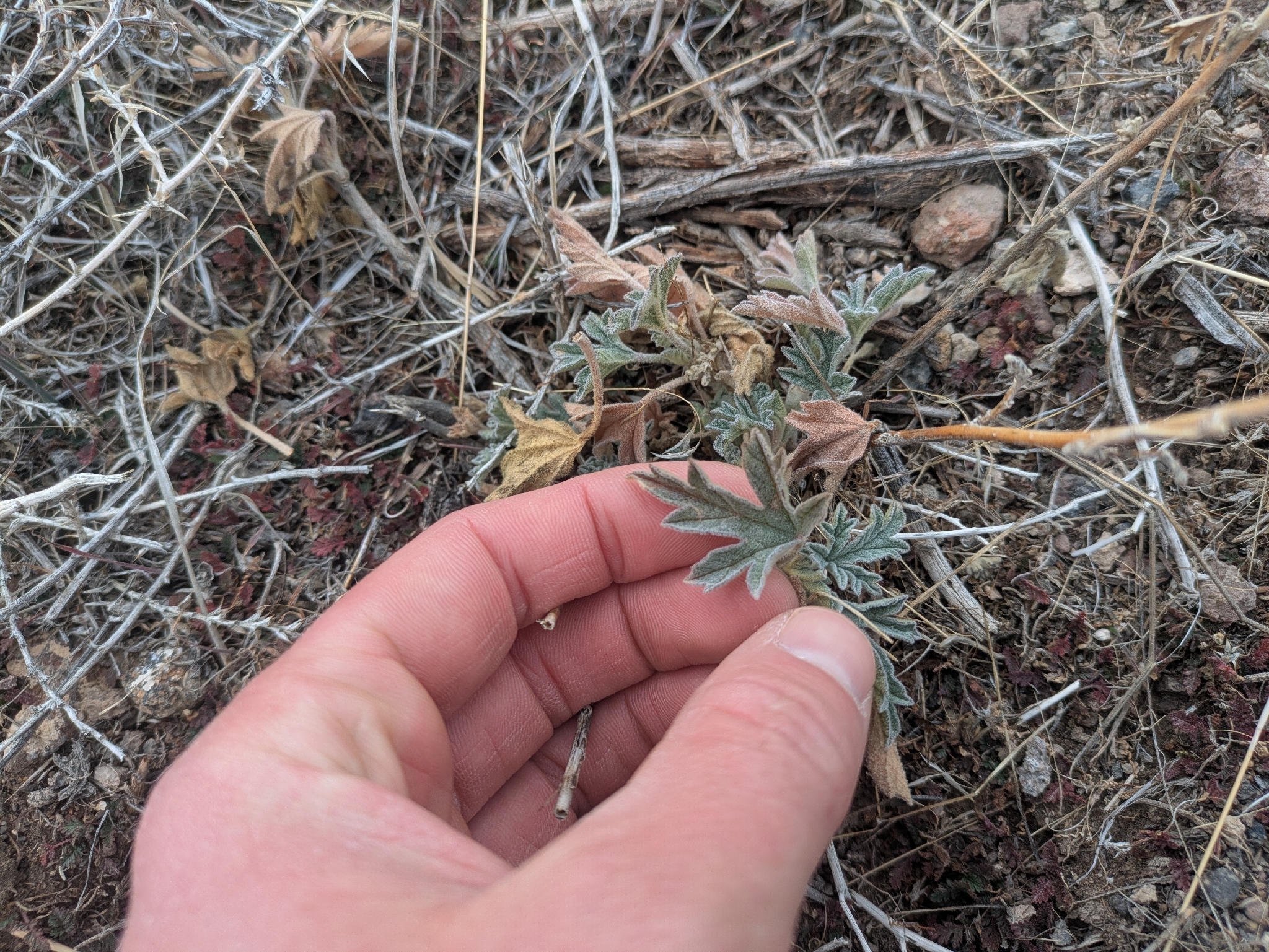 Gooseberry leaf globemallow