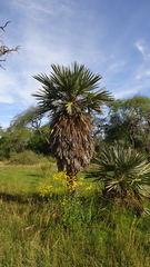 Trithrinax campestris