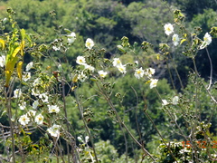 Ipomoea arborescens