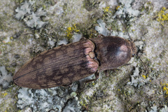 Actenicerus siaelandicus