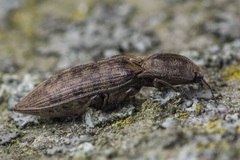 Actenicerus siaelandicus