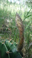 Echinopsis oxygona