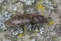 Actenicerus siaelandicus